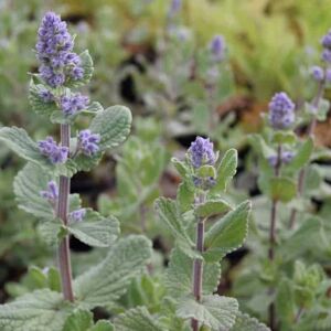 Nepeta grandiflora 'Summer Magic' ---